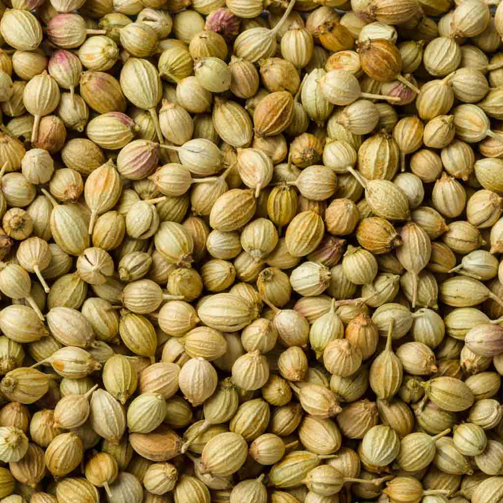 Coriander-Seeds Coriander-Seeds