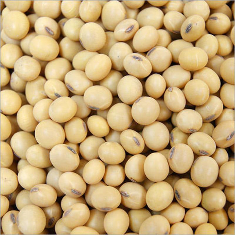 soybean soybean