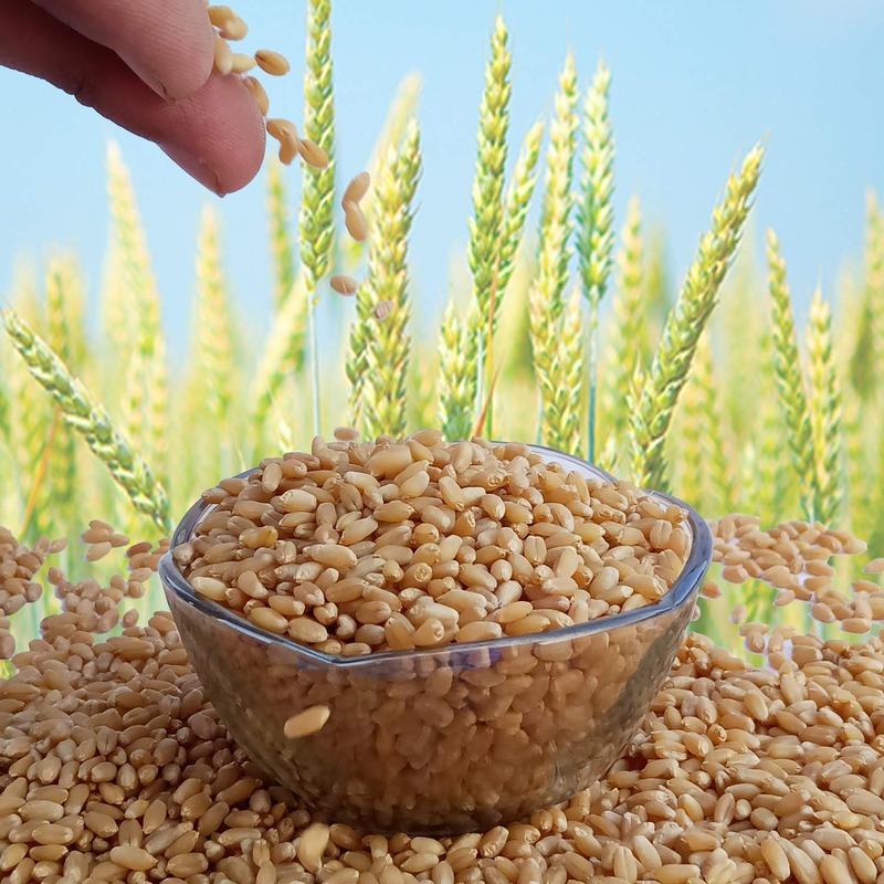 wheat wheat