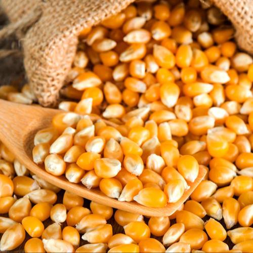 yellow-maize-seeds yellow-maize-seeds